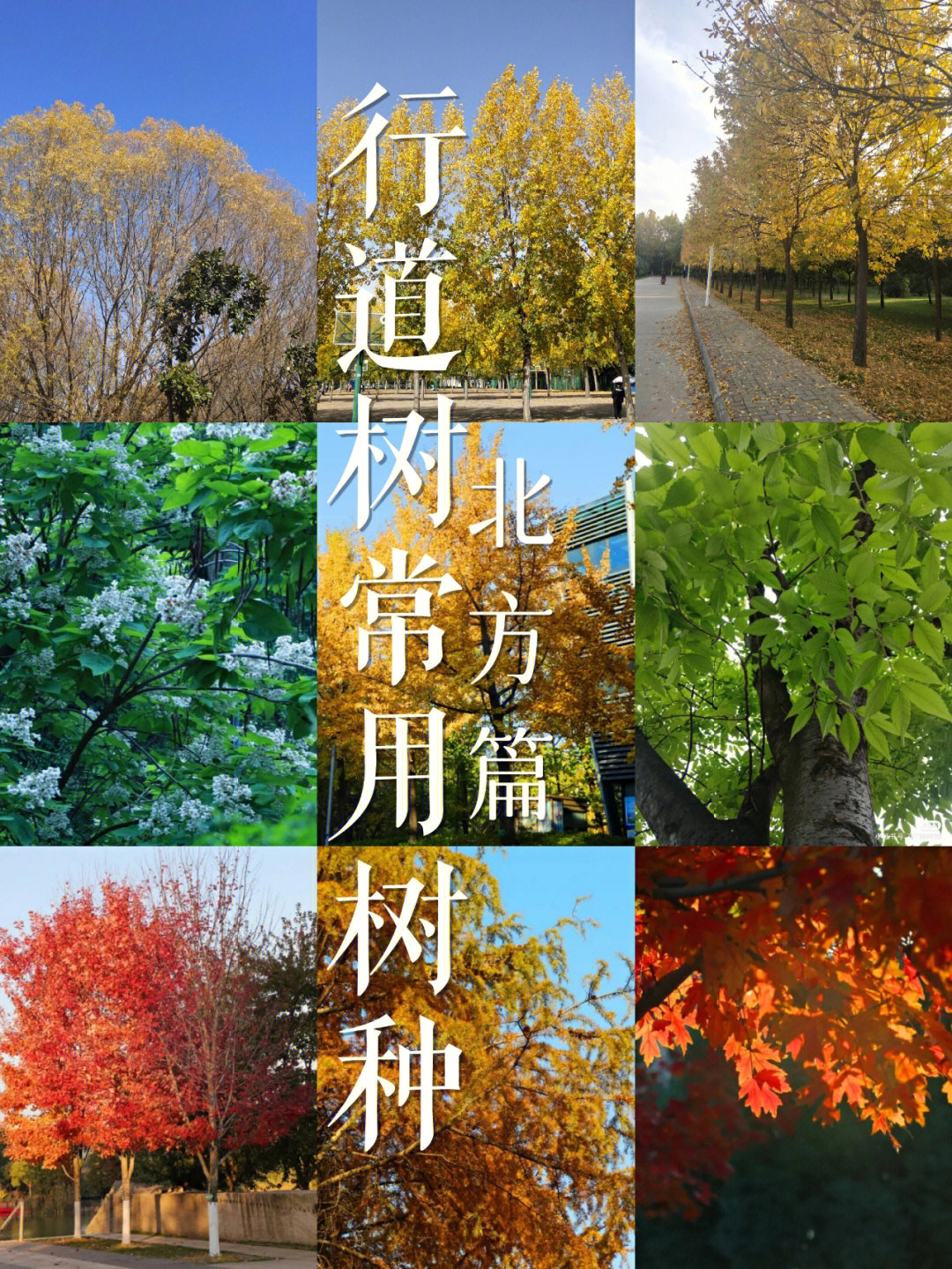 四大行道树图片