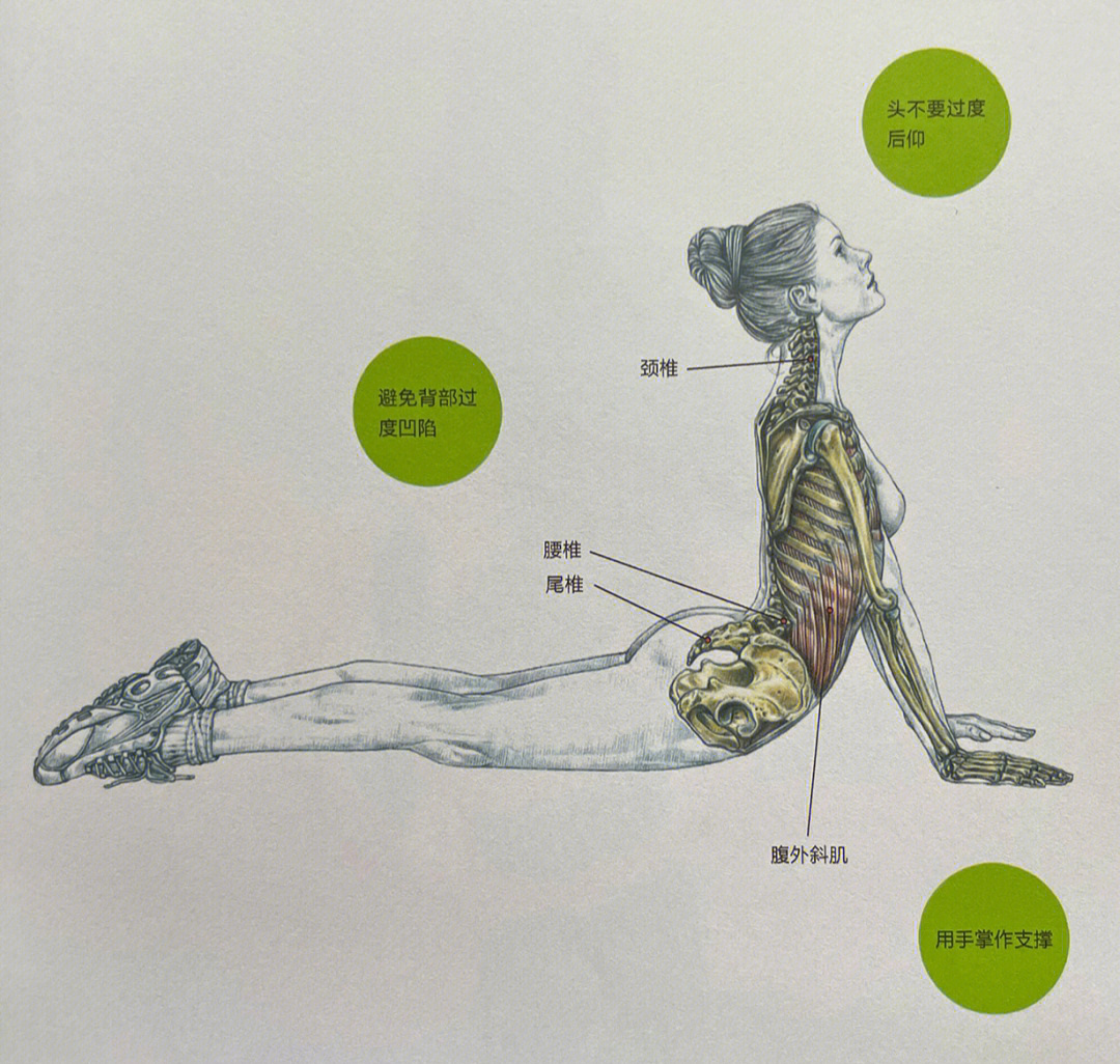 拉伸腹部的动作图片