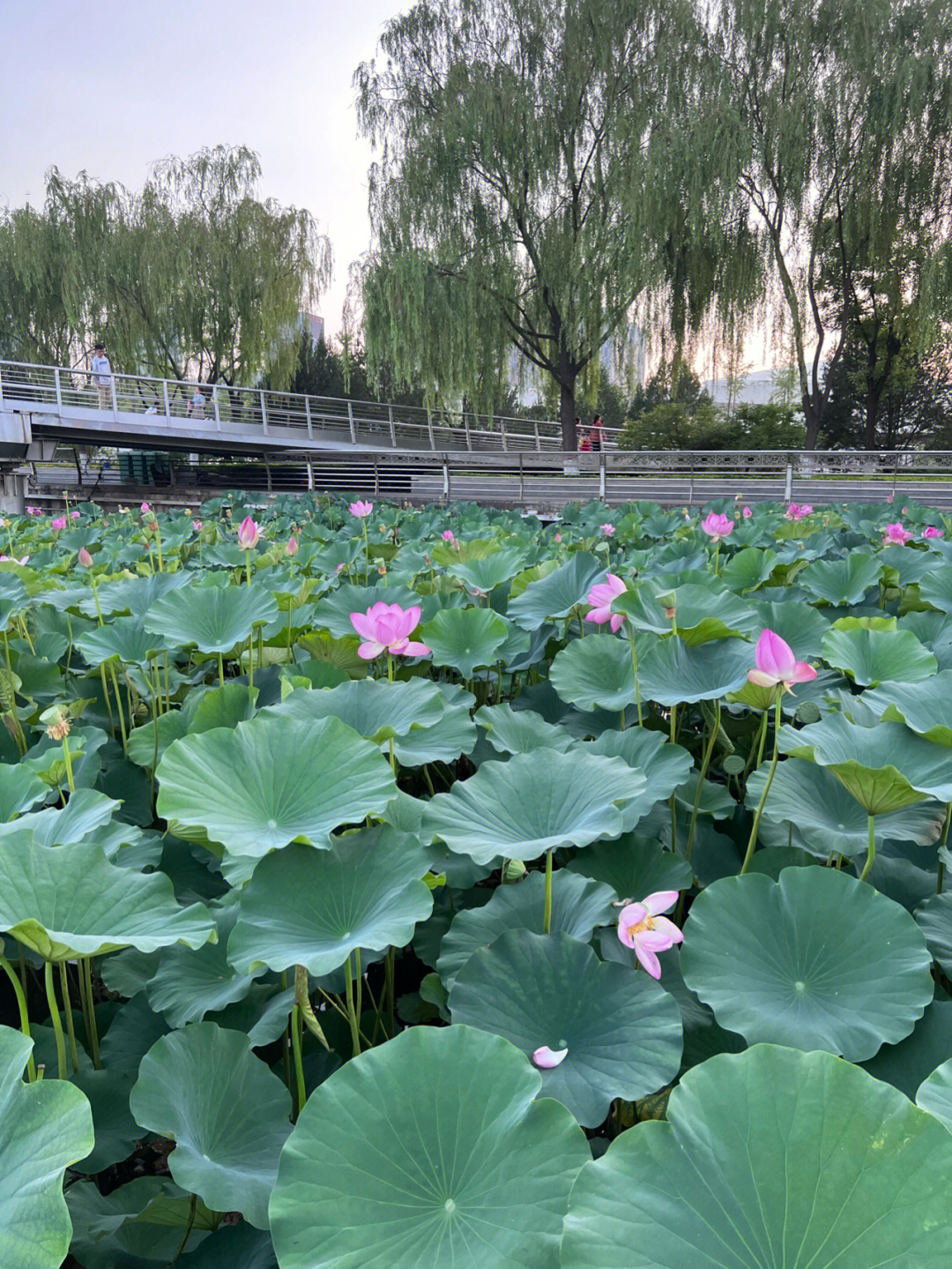 汾河景区看荷花吧