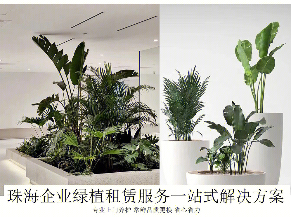 珠海横琴公司大型植物租摆绿植租摆维护