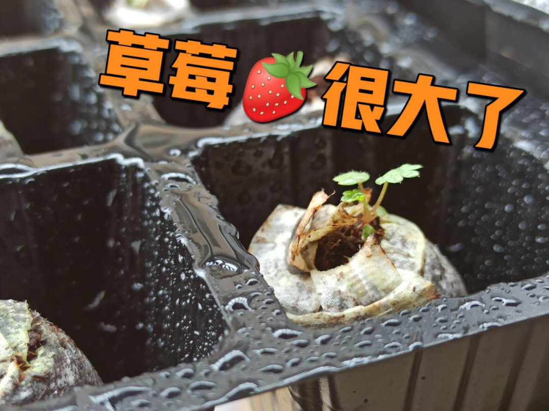 草莓种子内部结构图图片