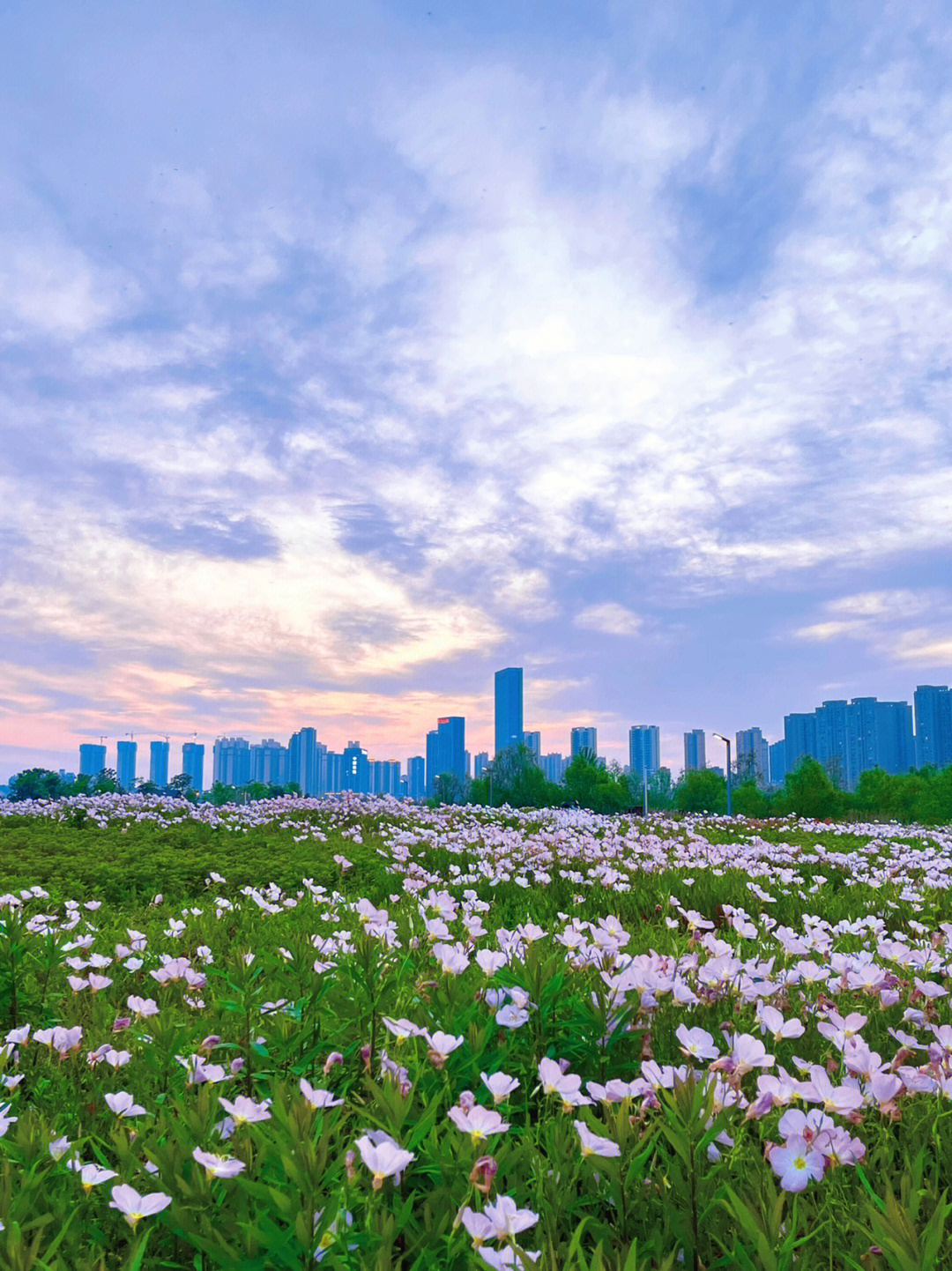 洋湖湿地公园桃花图片