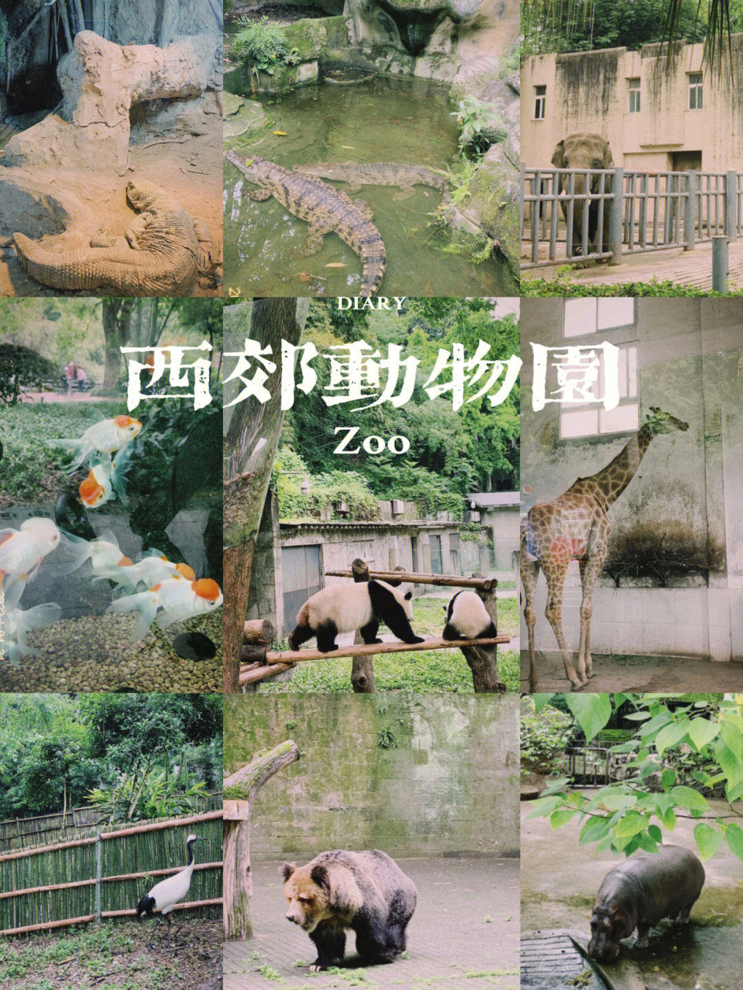 杨家坪动物园轻轨路线图片