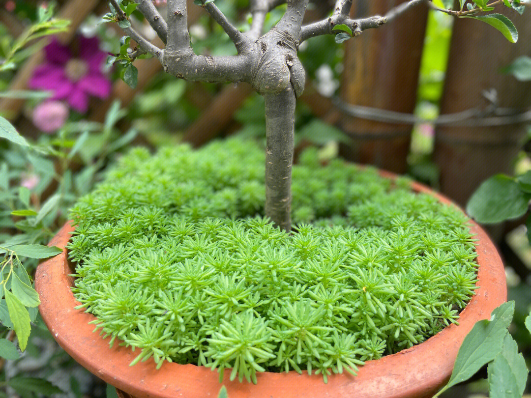 薄雪万年草