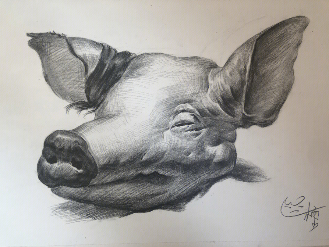 猪头素描画图片