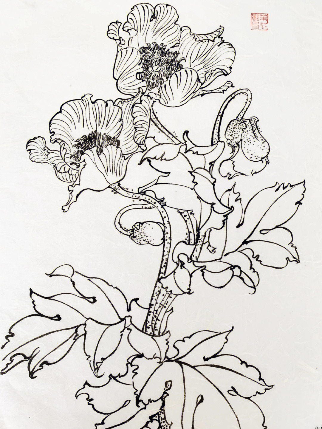 罂粟花图片手绘简单图片