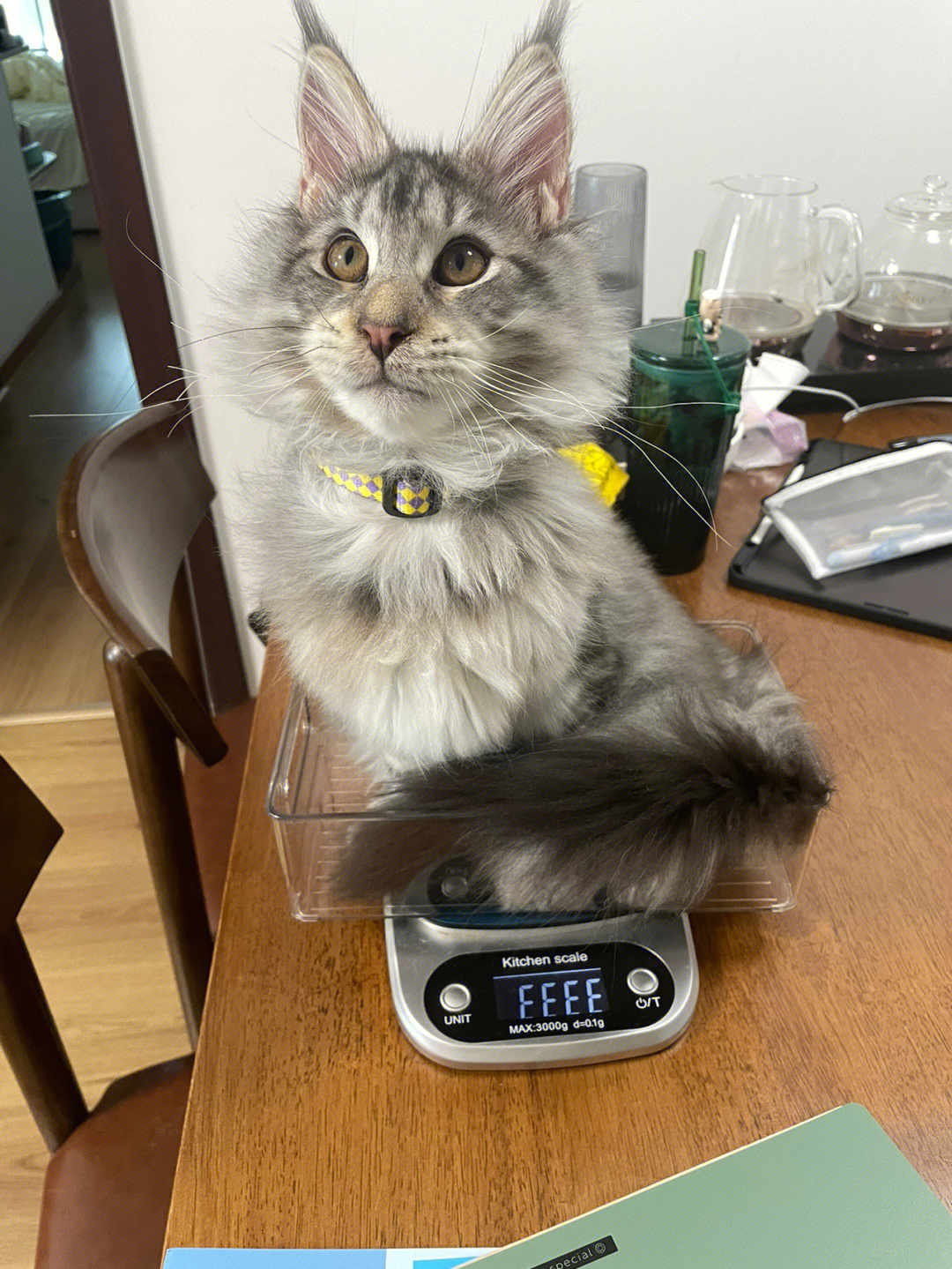 缅因猫月份体重表图片