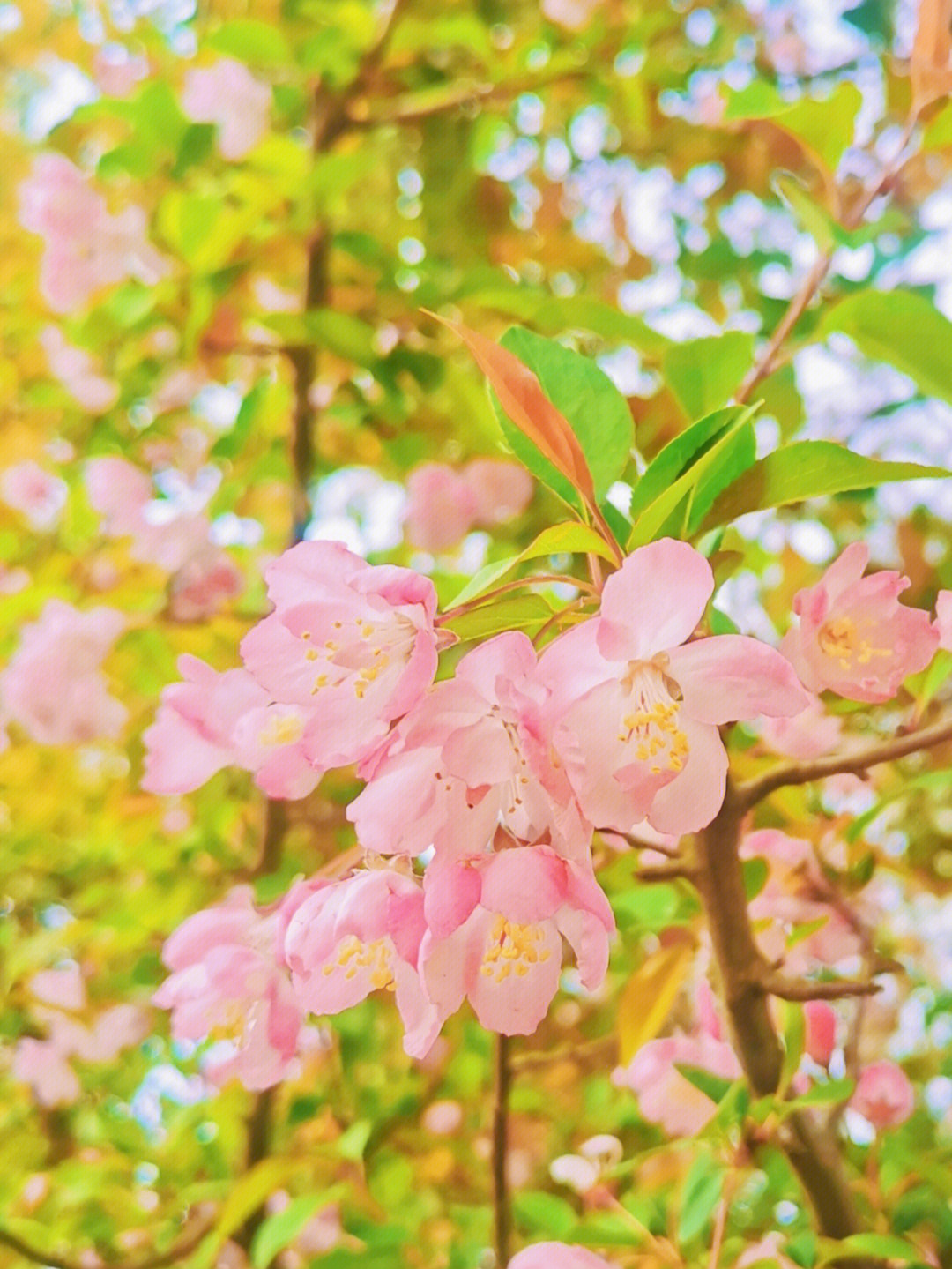 海棠和樱花图片