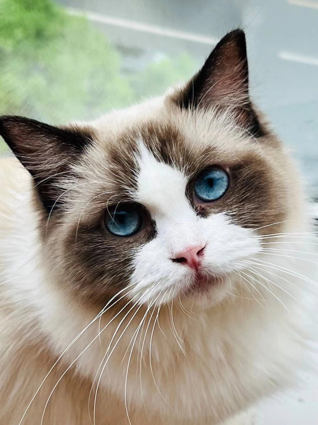 蓝眼睛的猫品种及图片图片