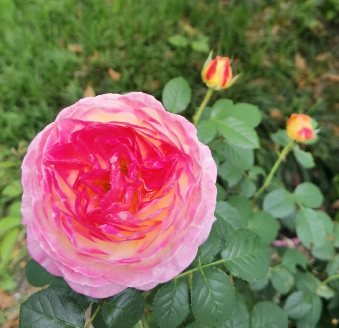 月季花在几点开花图片