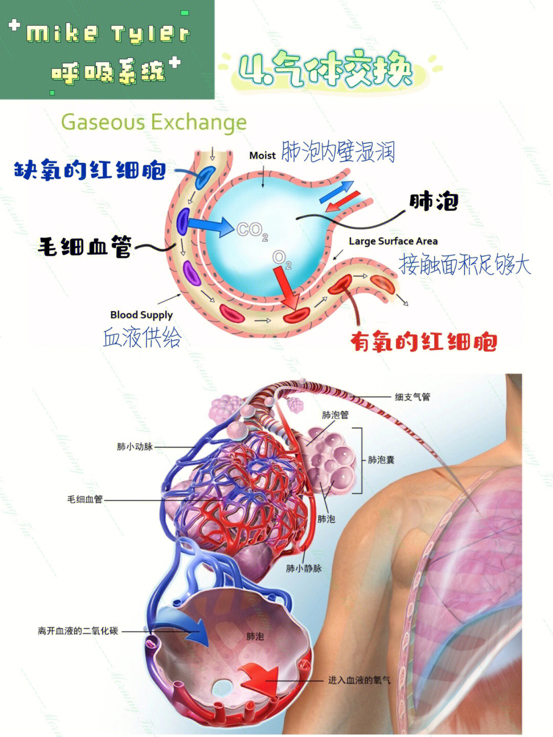 简述人体气体交换过程图片