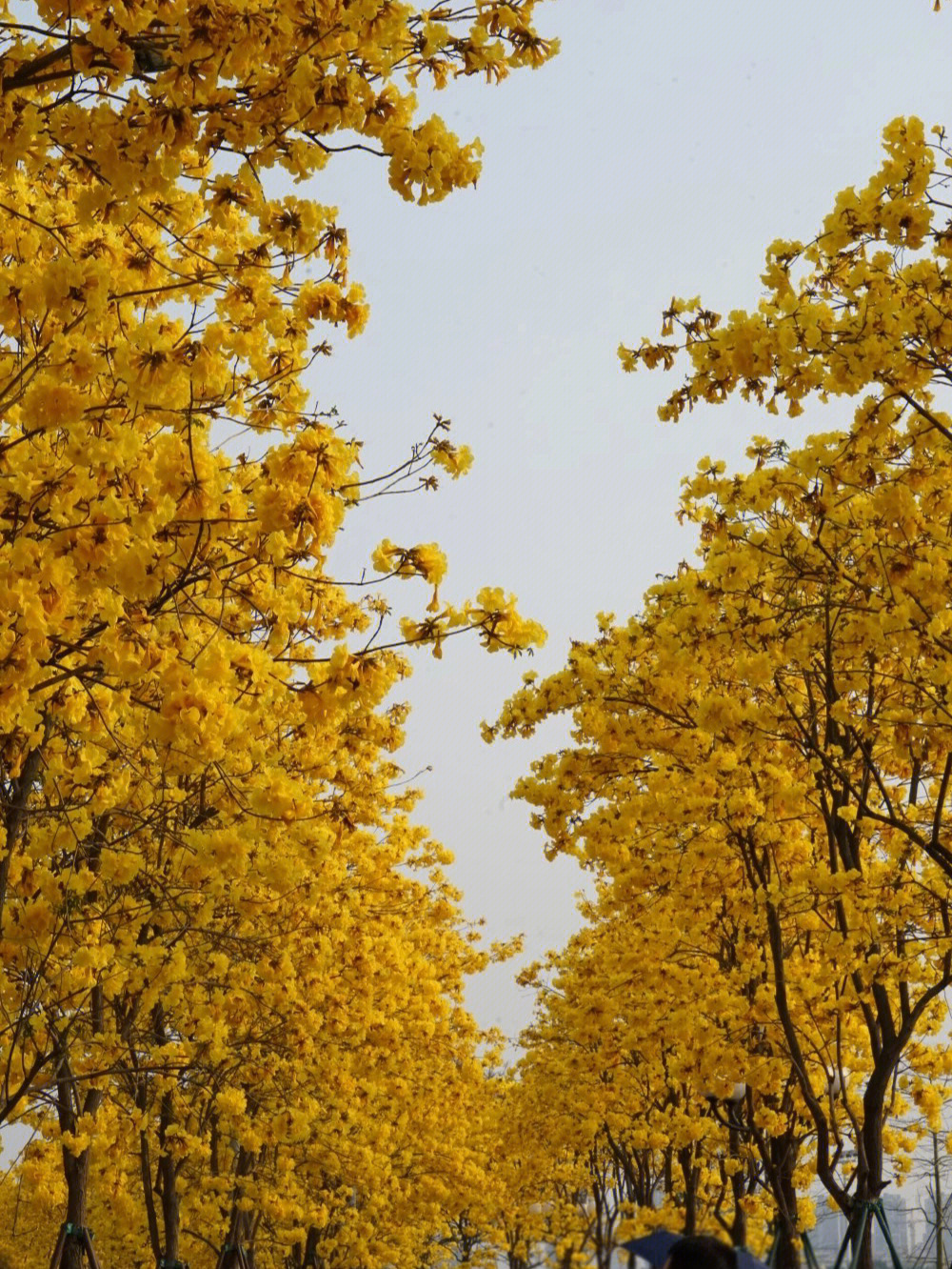 美如童话黄花风铃木黄色花海惊艳了广州城