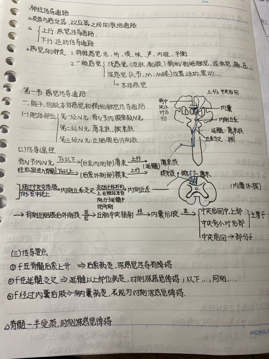 系解笔记神经传导通路