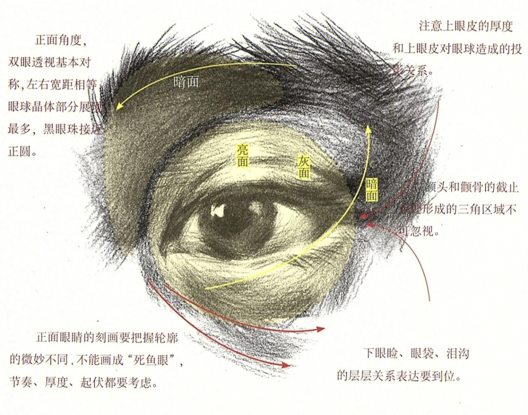 素描笔记眼睛的结构分析