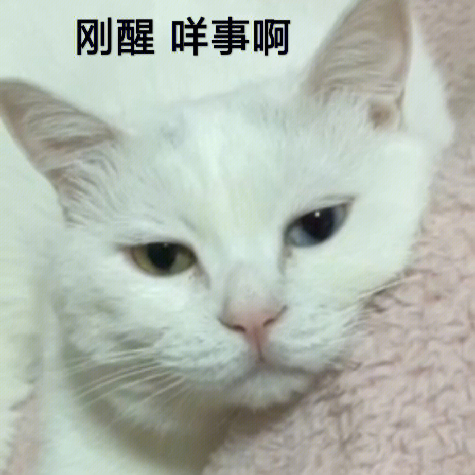 达咩猫表情包图片