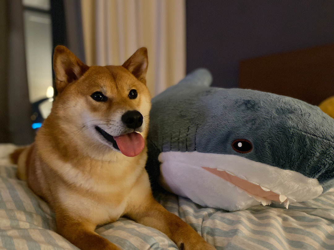柴犬和鲨鱼合照图片