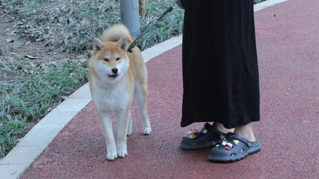 养柴犬吗管不住的柴犬