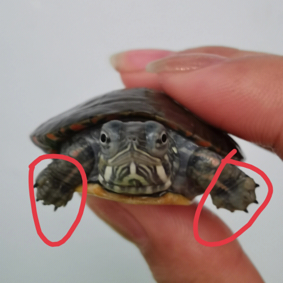 乌龟正常脱皮图片图片