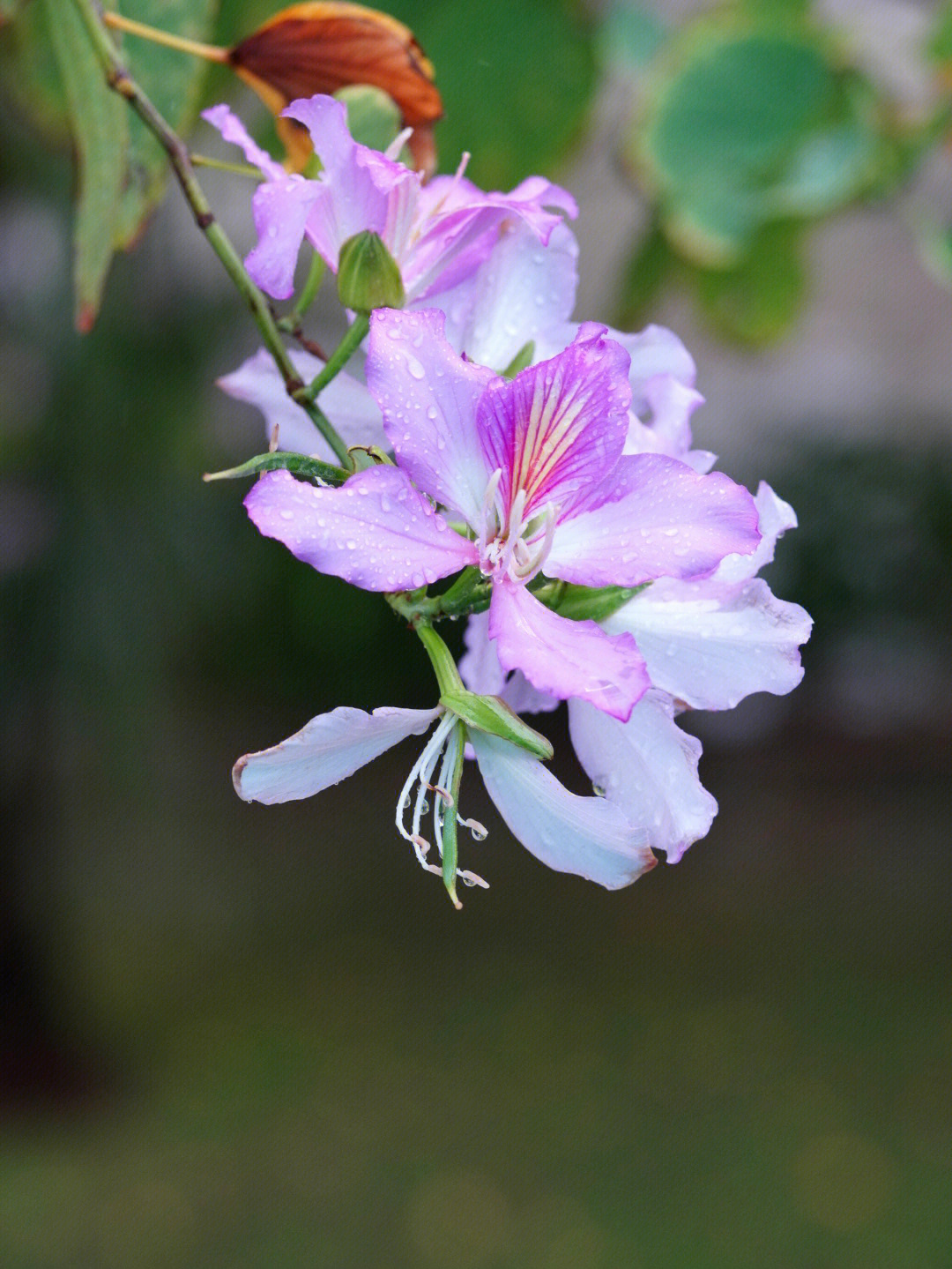 雨中的紫荆花画画素材