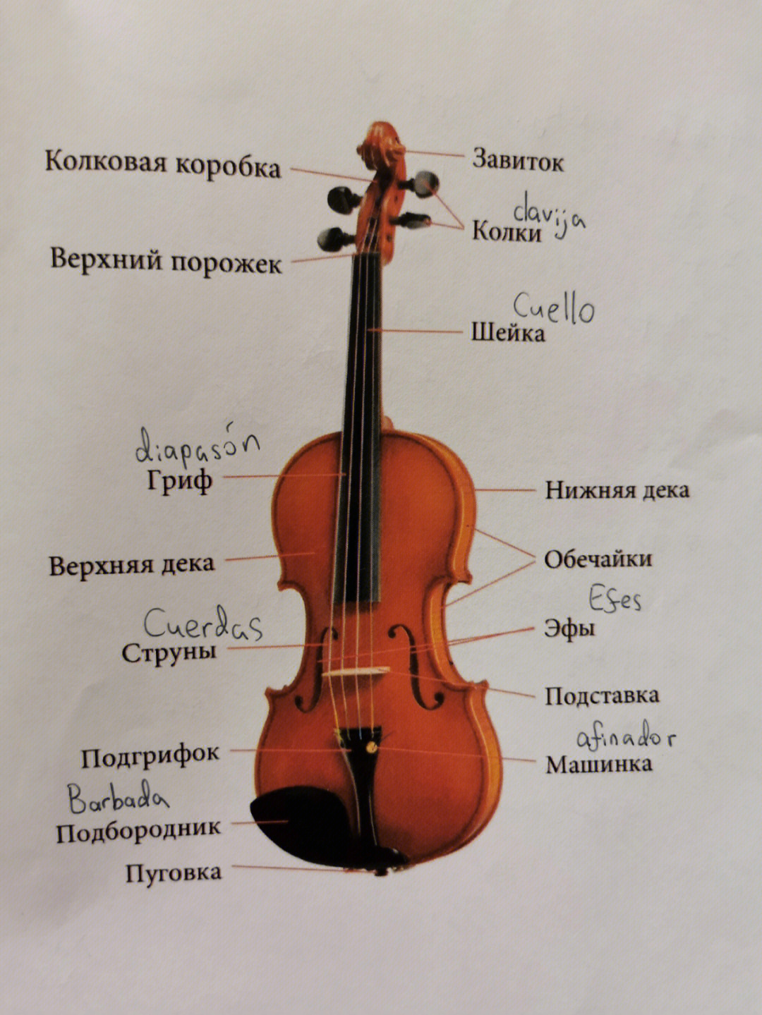 俄语中文乐理及小提琴相关词汇对照表