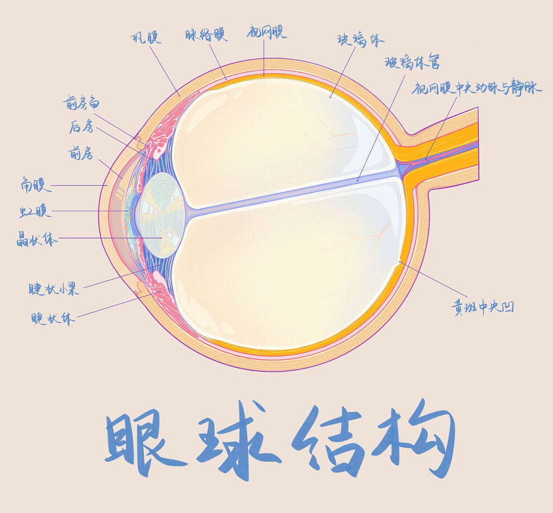 眼球的解剖结构图画法图片