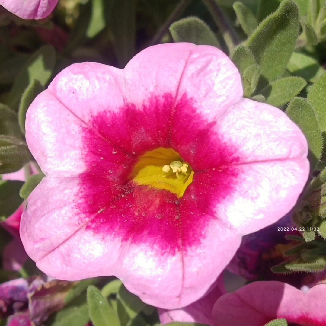 矮牵牛花图片 蚊香图片