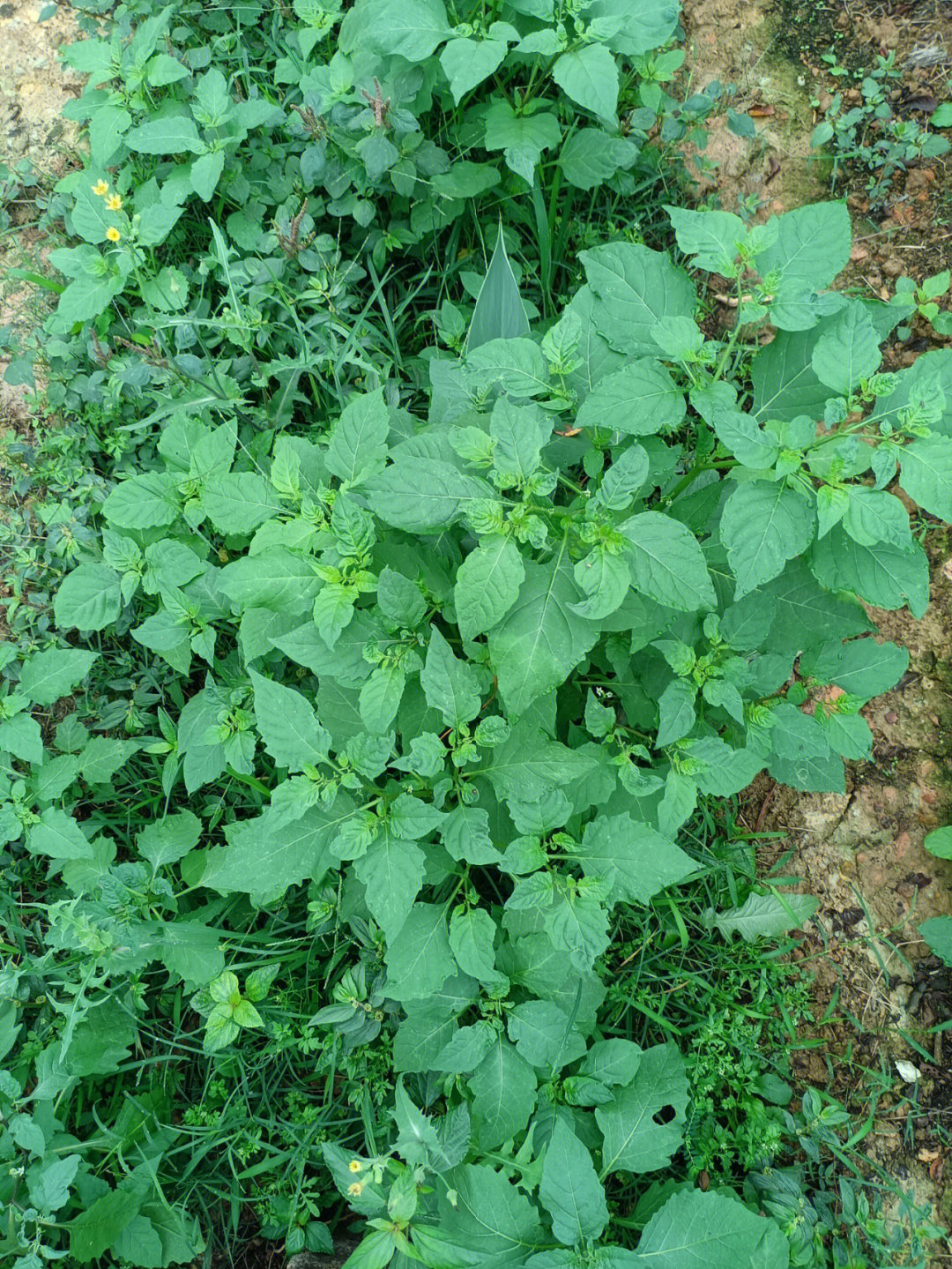 野菜兰花菜的功效图片