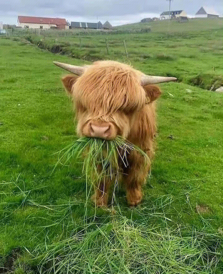 苏格兰高地牛从小笔鼻开始就可爱到大
