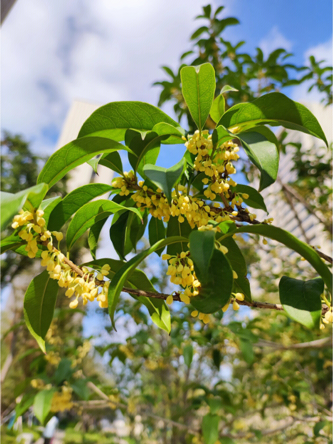 桂花