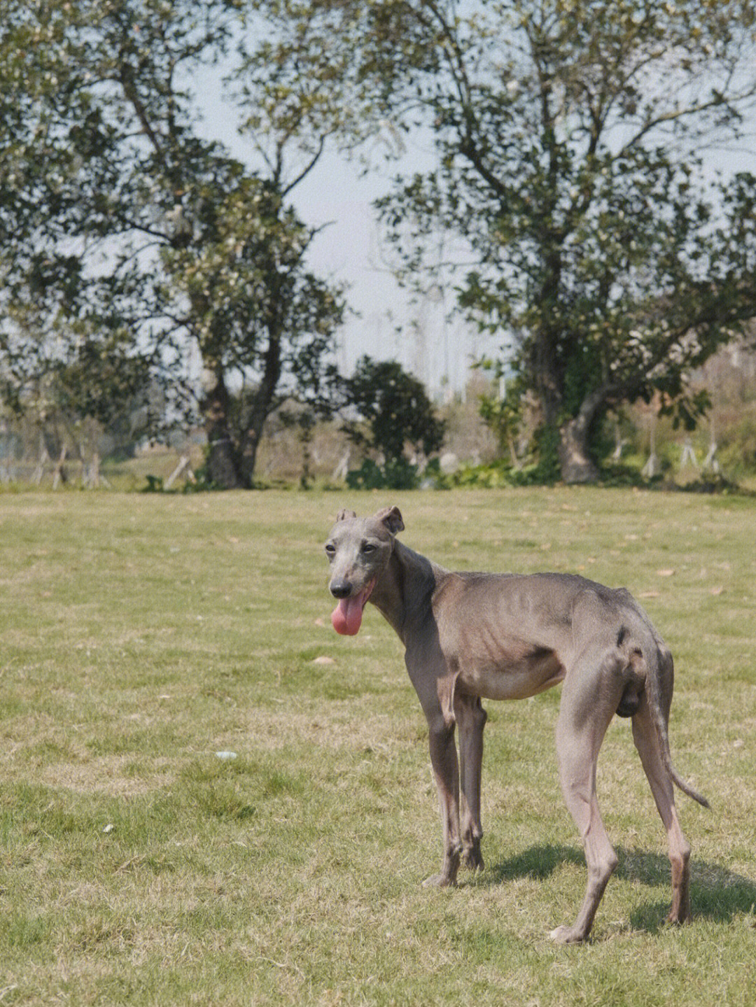 意大利小灵缇犬舍图片