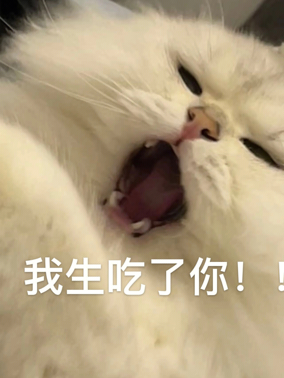 猫猫表情包的出处