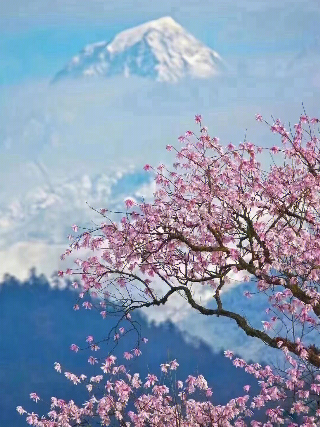 3西藏林芝桃花节组队