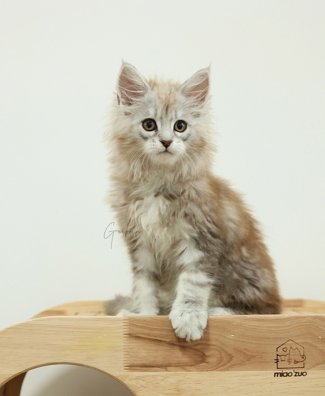 银虎斑缅因猫小时候图片