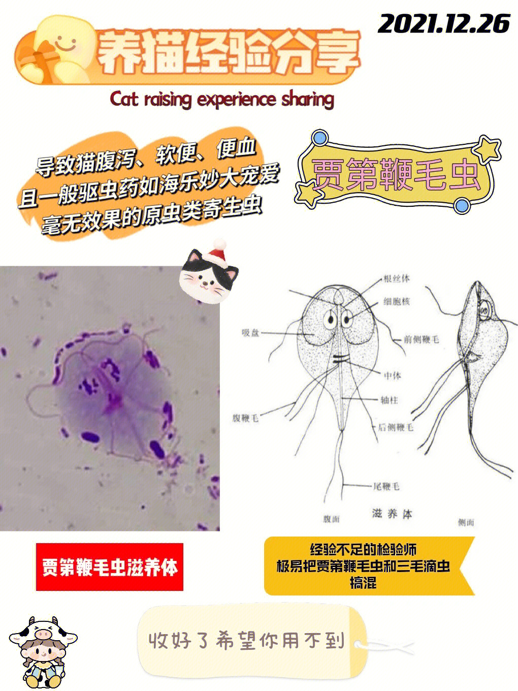 82最近有粉丝猫咪检查出来了贾第鞭毛虫宠物医生让他吃甲xz,治疗