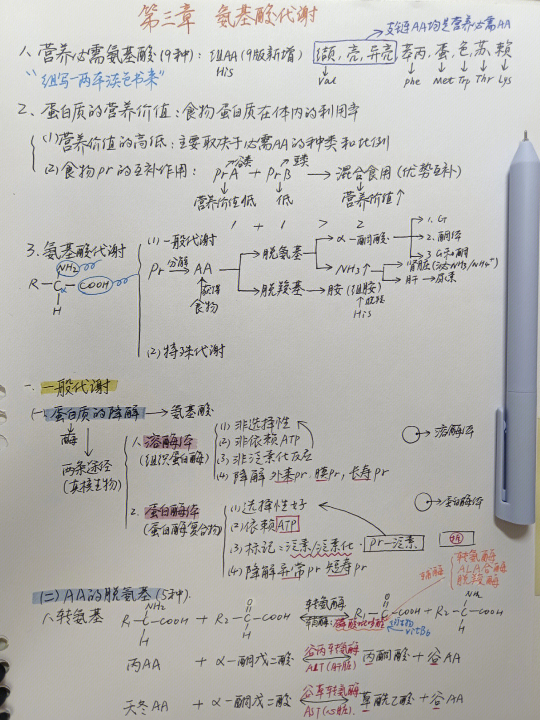 必需氨基酸思维导图图片