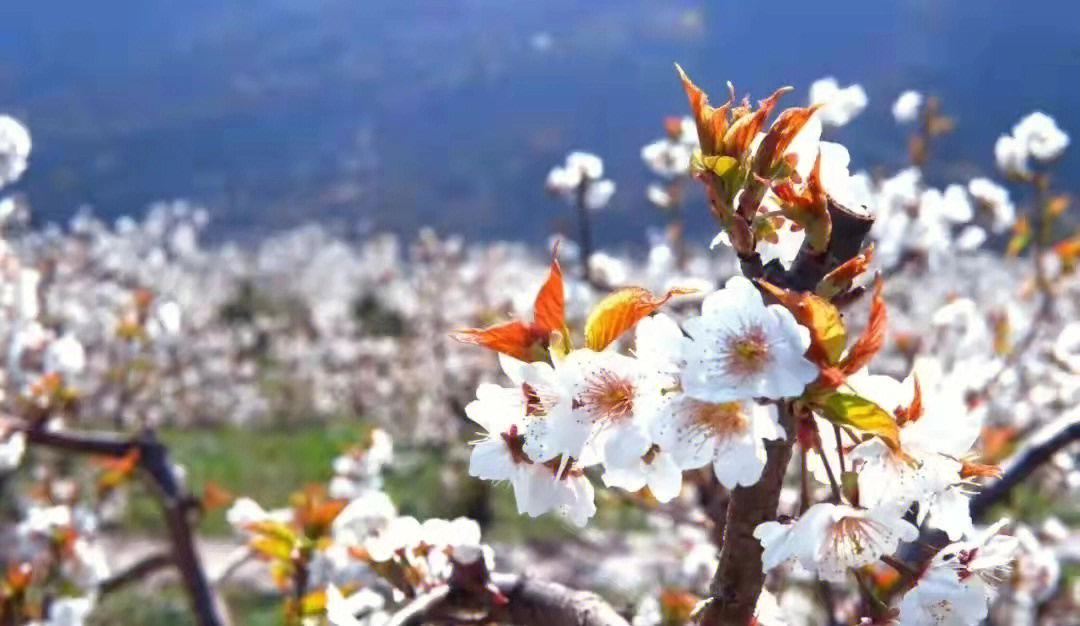 亩樱桃花开,正是春光赏樱桃花的好时节官帽山位于"成都花园,绿色蒲江"