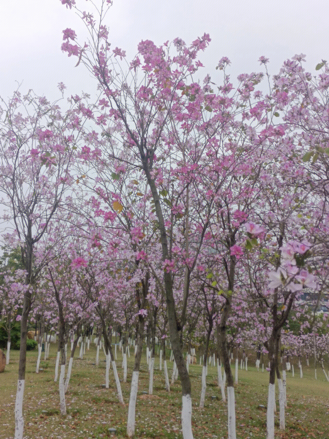 人少的公园紫荆花海正悄悄开放