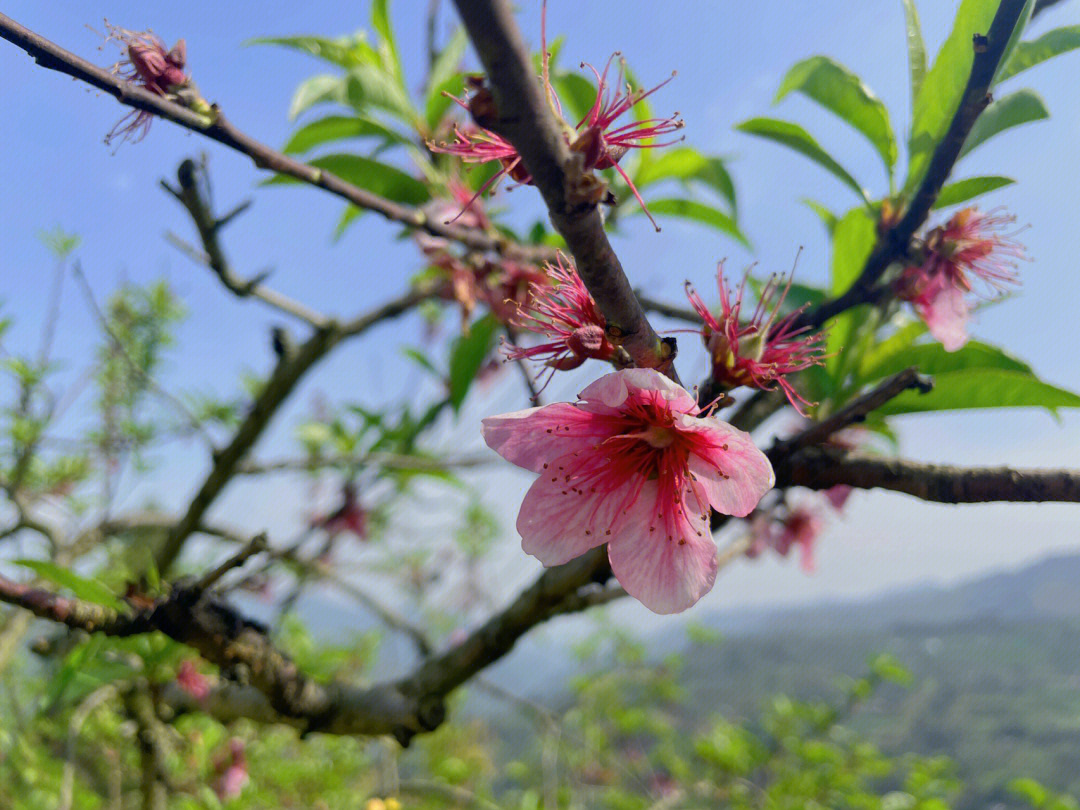 桃花