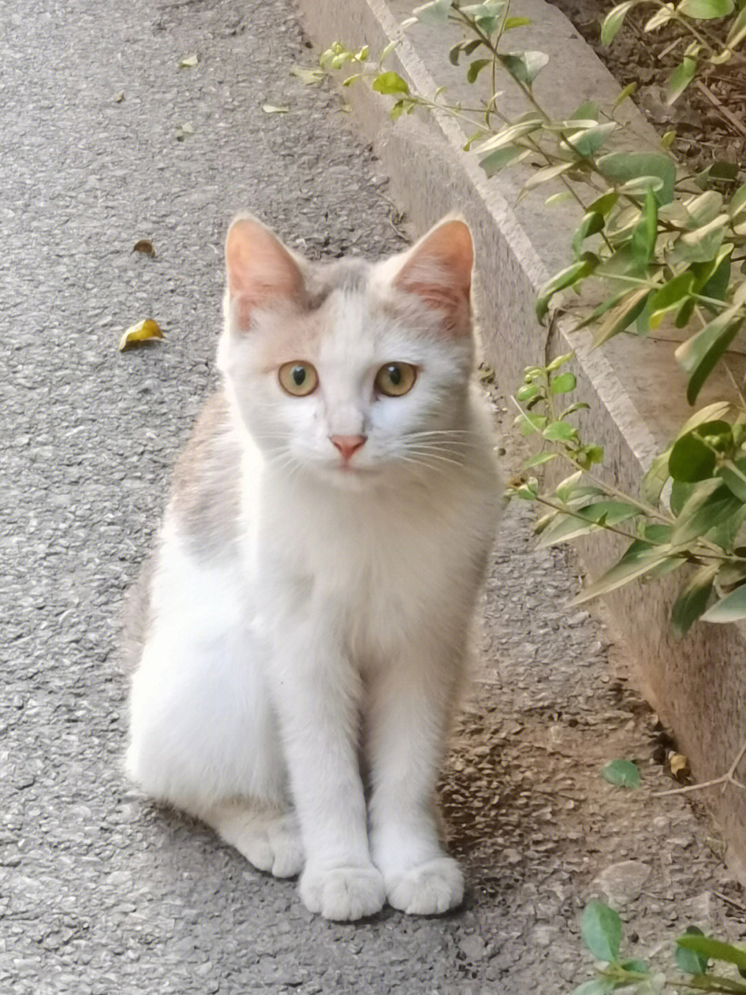 小三花真的是仙女猫猫