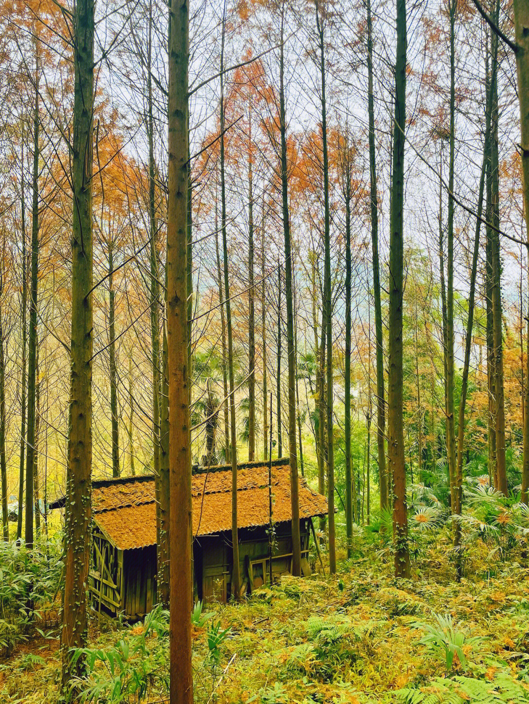 周日野游|凤栖山康道,美如仙境的彩色山林