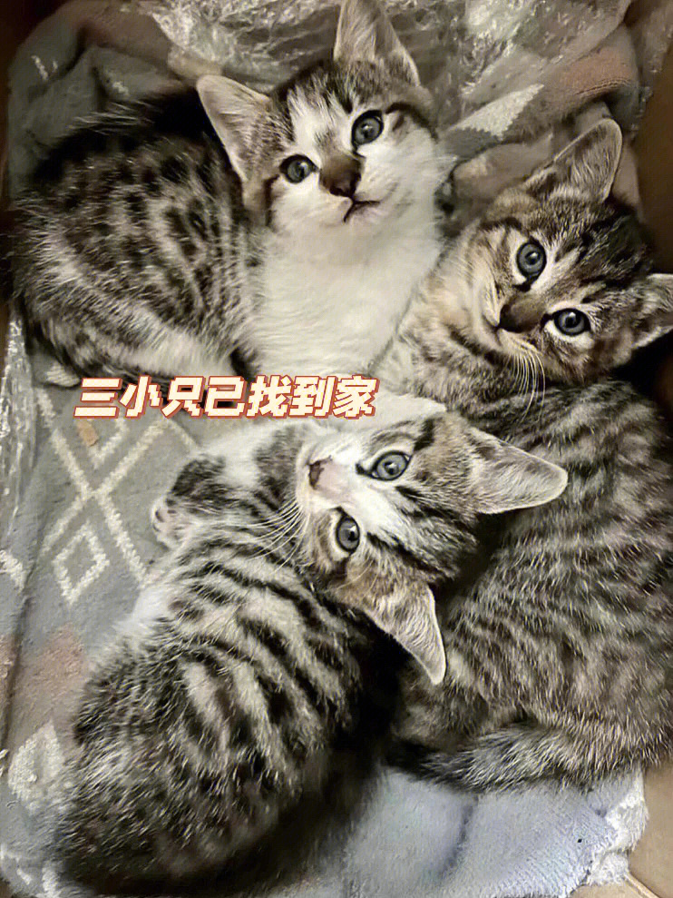 上海猫咪领养坐标普陀李子园地铁站附近