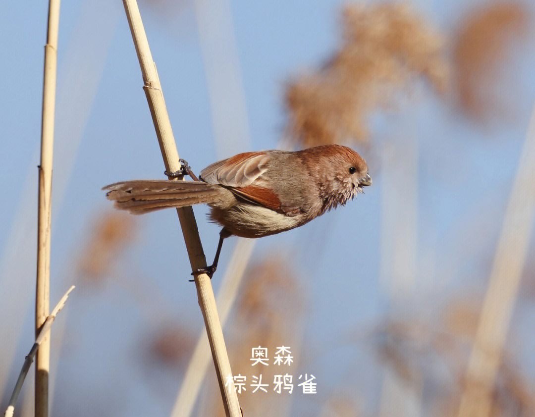 棕头鸦雀叫声图片