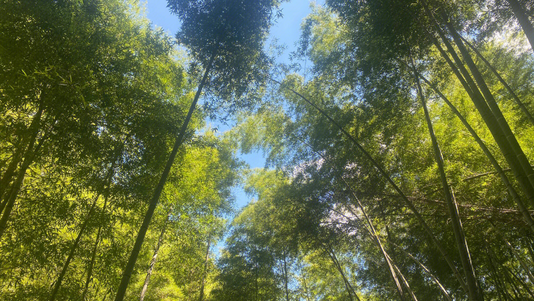 木坑竹海,说是一个电影的取景地,来都来了,就溜达了一下,进入景区大门