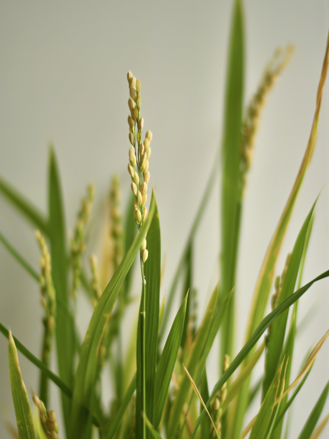 盆栽水稻成熟图片图片