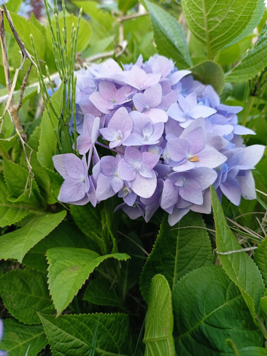 绣球花仗满堂前