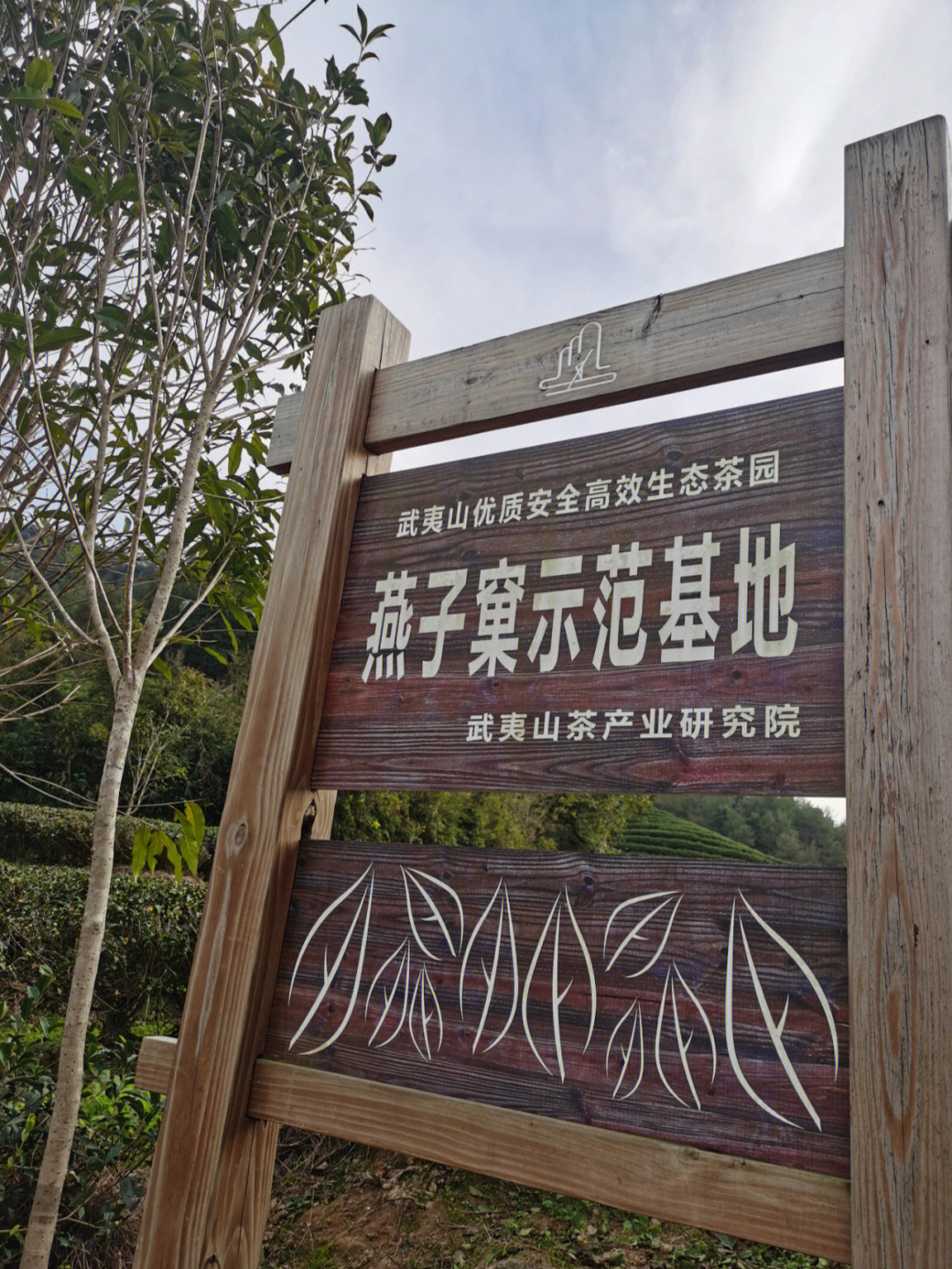武夷山燕子巢生态茶园图片