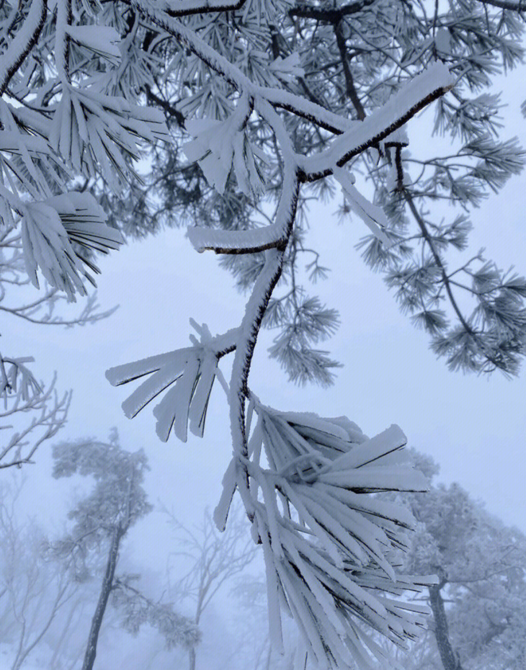 手机拍摄雪景技巧图片