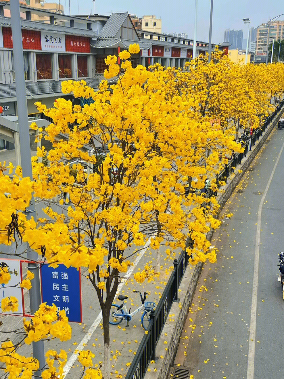 黄花风铃木古诗图片