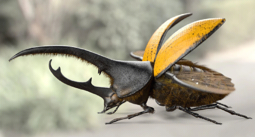 十大最厉害的甲虫图片图片