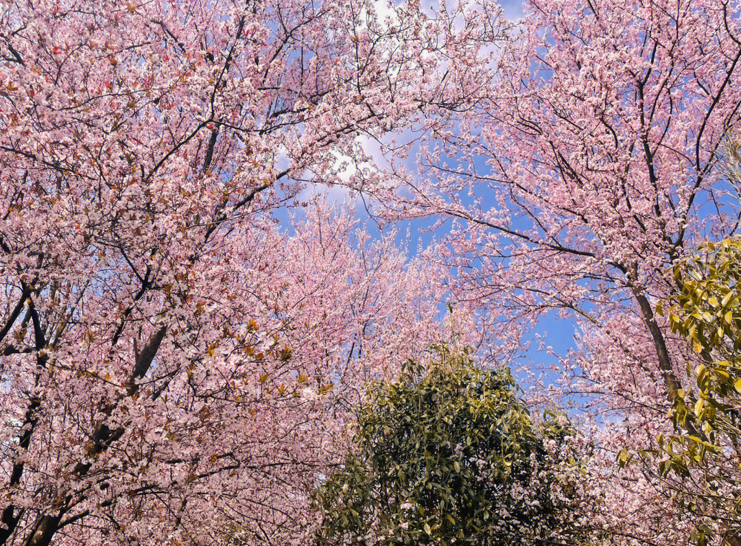 贵州平坝樱花3月12实拍到底现在是个什么样